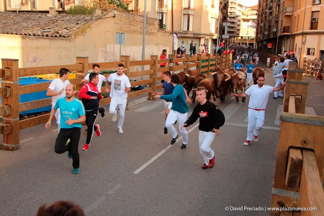 Fiestas de Tudela &rsquo;19, d&iacute;a 30 - Encierro y vacas en la plaza 9