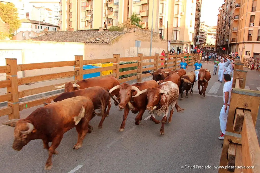 Fiestas de Tudela &rsquo;19, d&iacute;a 30 - Encierro y vacas en la plaza 10