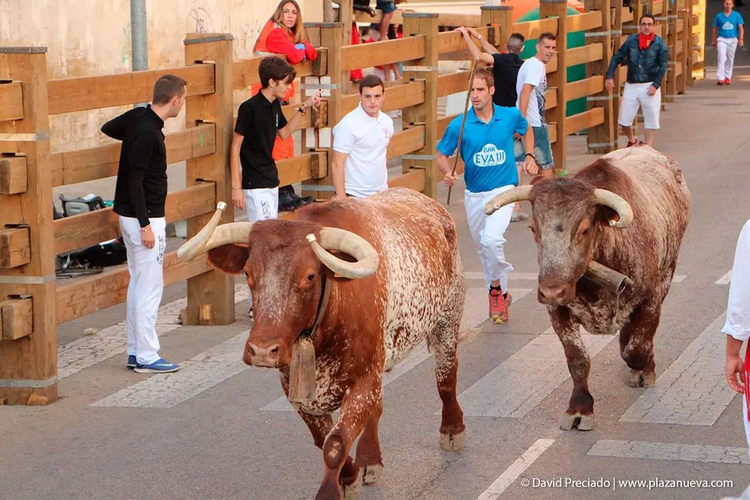 Fiestas de Tudela &rsquo;19, d&iacute;a 30 - Encierro y vacas en la plaza 11