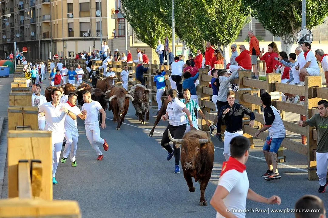 Fiestas de Tudela &rsquo;19, d&iacute;a 30 - Encierro y vacas en la plaza 14