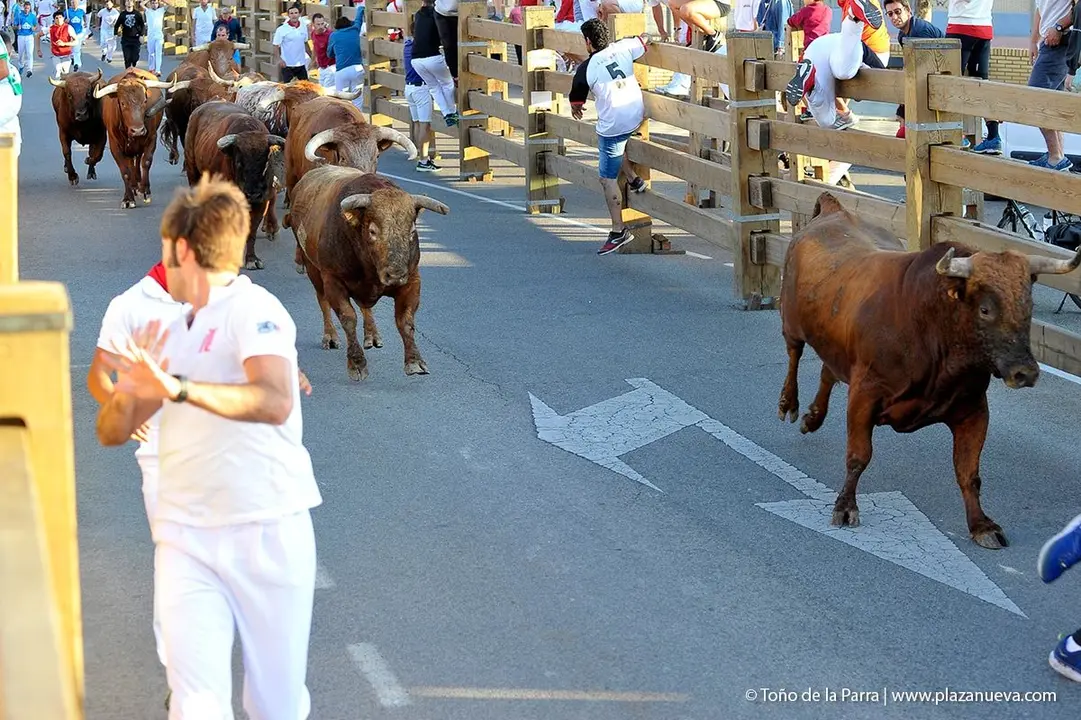 Fiestas de Tudela &rsquo;19, d&iacute;a 30 - Encierro y vacas en la plaza 15