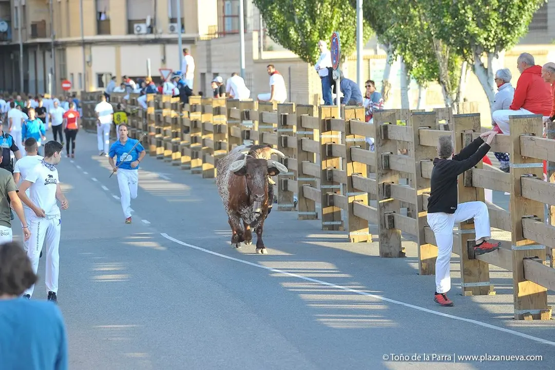 Fiestas de Tudela &rsquo;19, d&iacute;a 30 - Encierro y vacas en la plaza 17