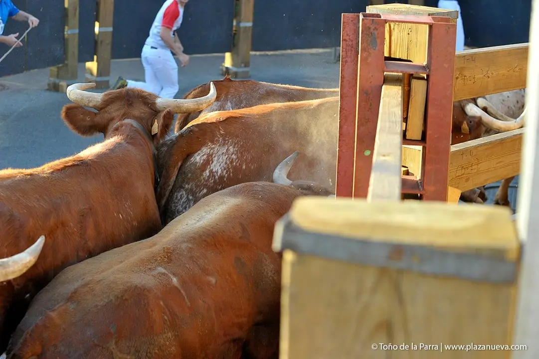 Fiestas de Tudela &rsquo;19, d&iacute;a 30 - Encierro y vacas en la plaza 16
