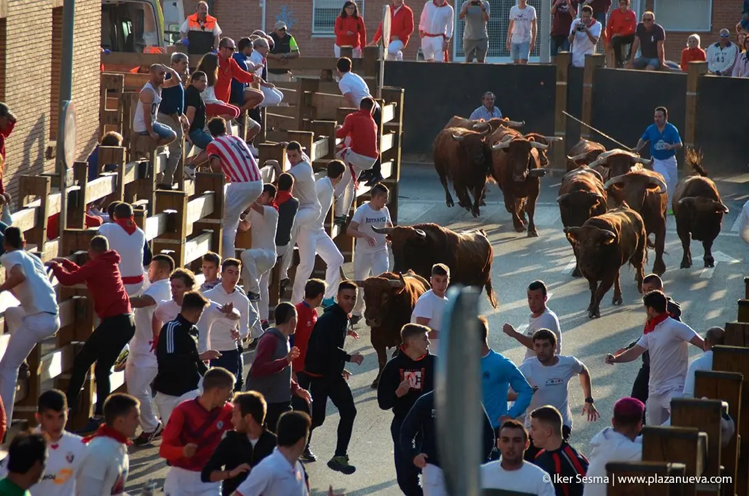Fiestas de Tudela &rsquo;19, d&iacute;a 30 - Encierro y vacas en la plaza 18