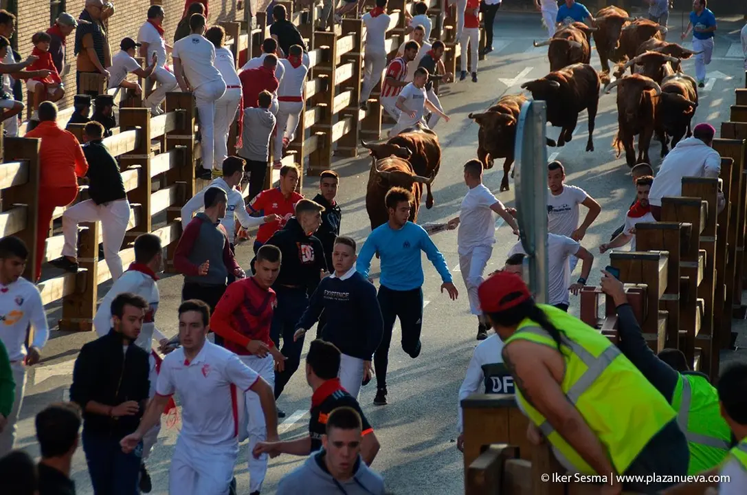 Fiestas de Tudela &rsquo;19, d&iacute;a 30 - Encierro y vacas en la plaza 19