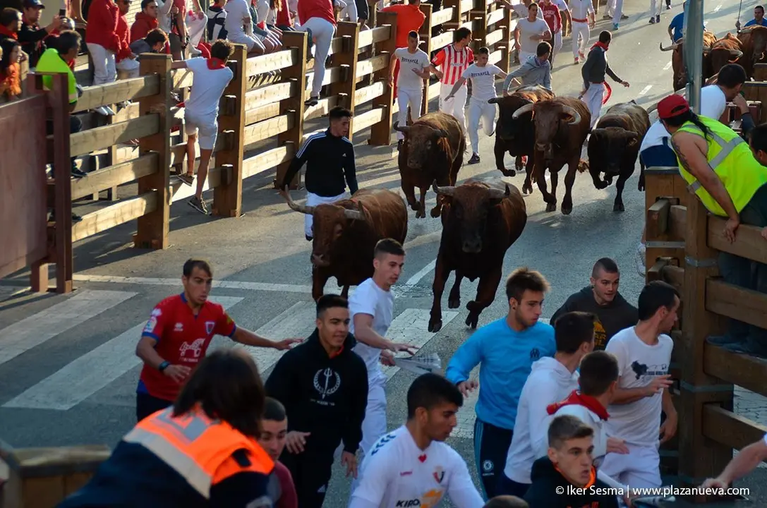 Fiestas de Tudela &rsquo;19, d&iacute;a 30 - Encierro y vacas en la plaza 20