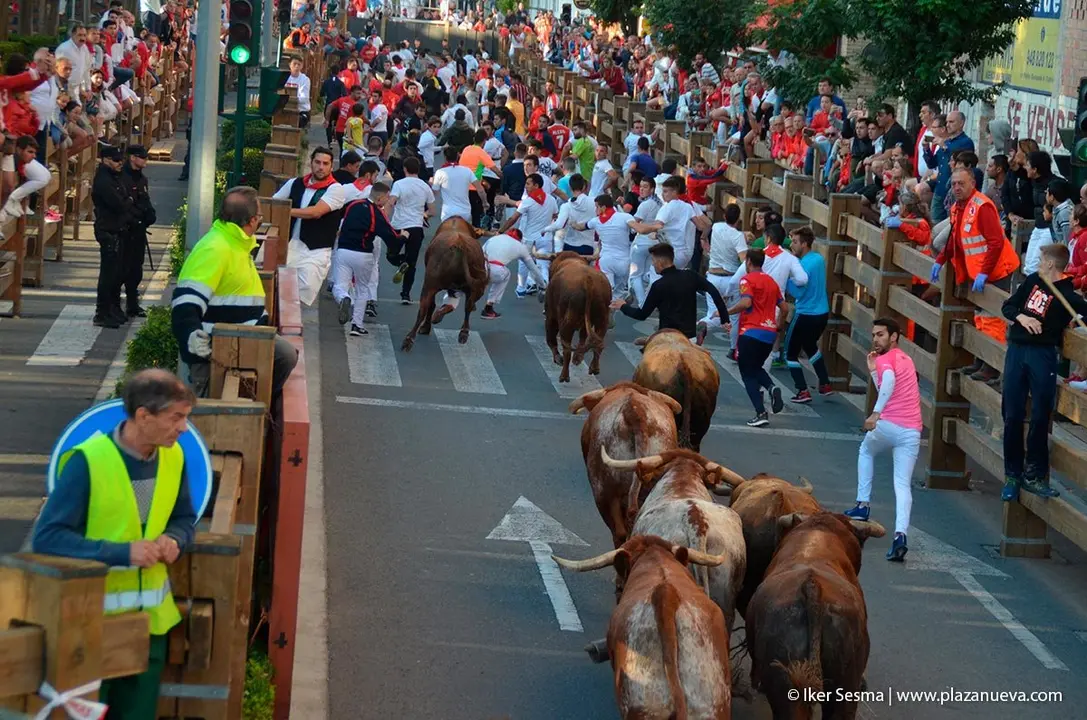 Fiestas de Tudela &rsquo;19, d&iacute;a 30 - Encierro y vacas en la plaza 21