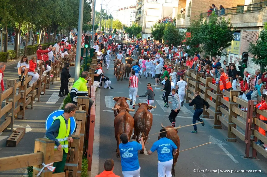 Fiestas de Tudela &rsquo;19, d&iacute;a 30 - Encierro y vacas en la plaza 22
