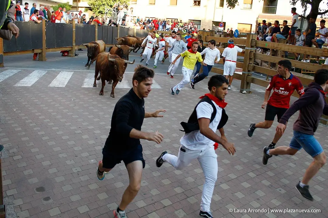 Fiestas de Tudela &rsquo;19, d&iacute;a 30 - Encierro y vacas en la plaza 25