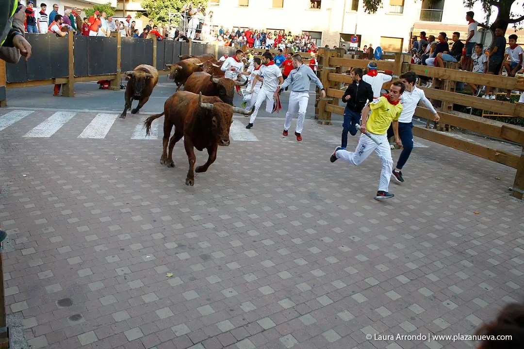 Fiestas de Tudela &rsquo;19, d&iacute;a 30 - Encierro y vacas en la plaza 26