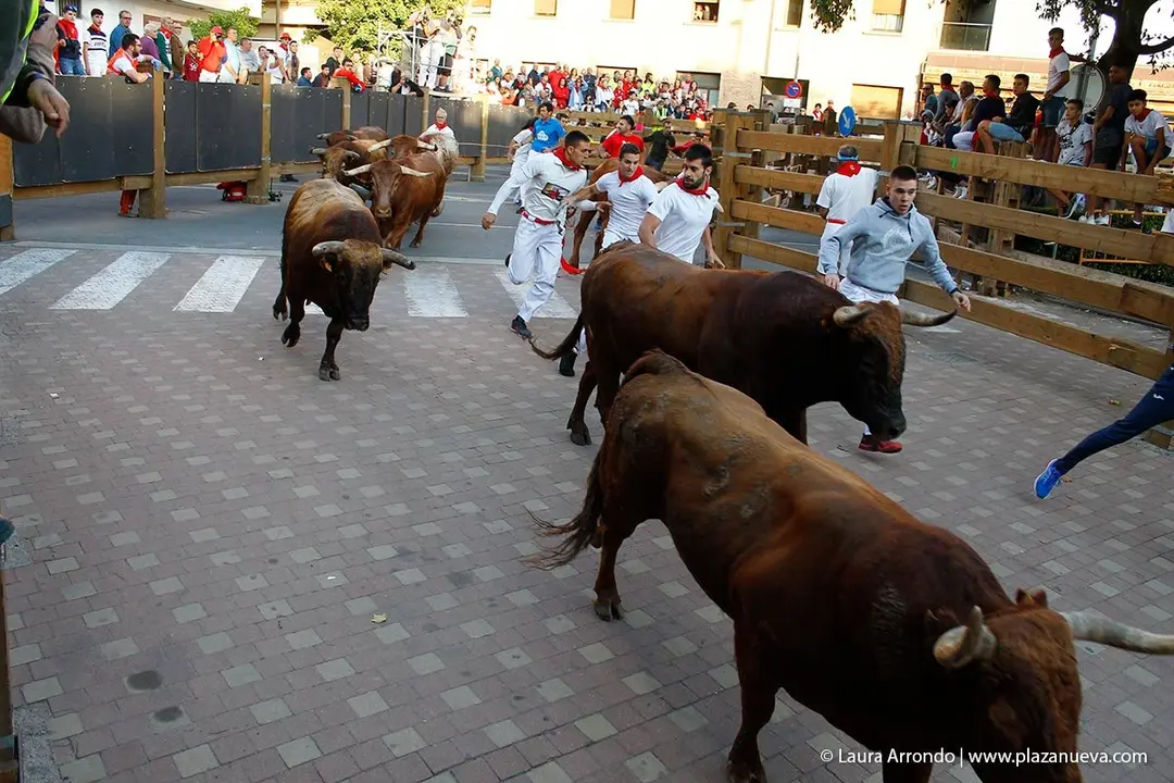 Fiestas de Tudela &rsquo;19, d&iacute;a 30 - Encierro y vacas en la plaza 27