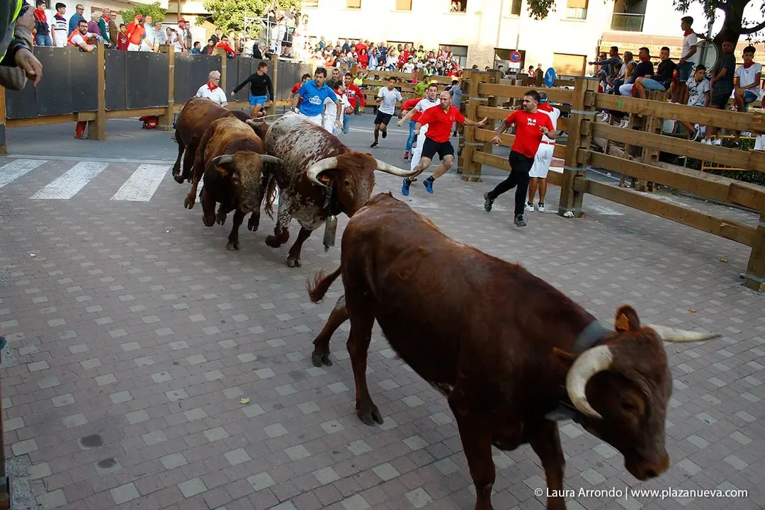 Fiestas de Tudela &rsquo;19, d&iacute;a 30 - Encierro y vacas en la plaza 28