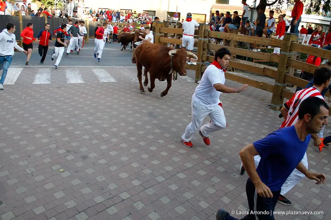 Fiestas de Tudela &rsquo;19, d&iacute;a 30 - Encierro y vacas en la plaza 32