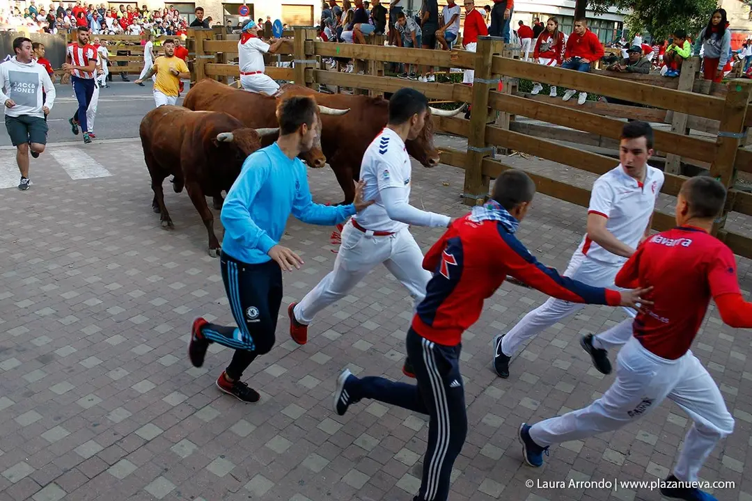 Fiestas de Tudela &rsquo;19, d&iacute;a 30 - Encierro y vacas en la plaza 33
