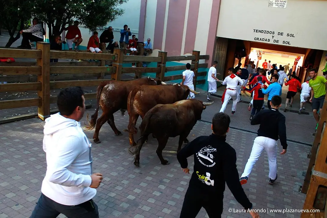 Fiestas de Tudela &rsquo;19, d&iacute;a 30 - Encierro y vacas en la plaza 34