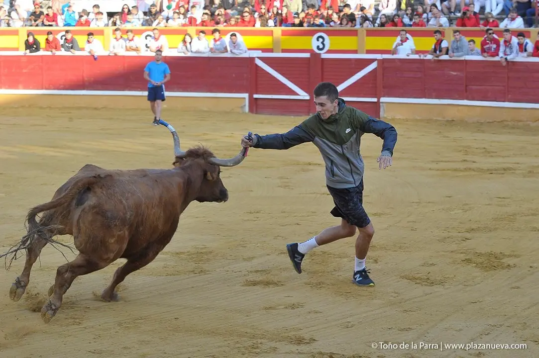 Fiestas de Tudela &rsquo;19, d&iacute;a 30 - Encierro y vacas en la plaza 35