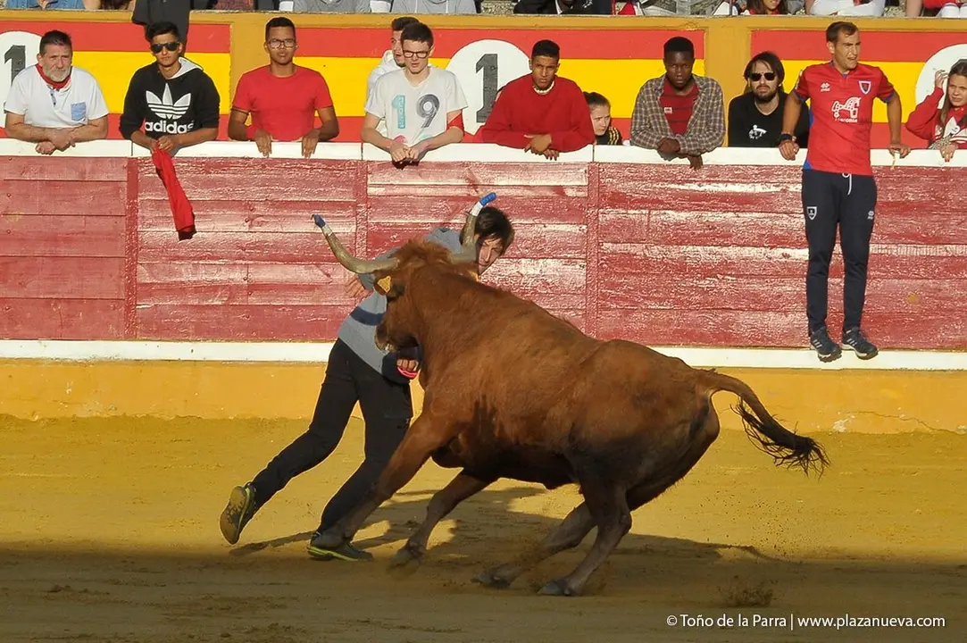Fiestas de Tudela &rsquo;19, d&iacute;a 30 - Encierro y vacas en la plaza 36