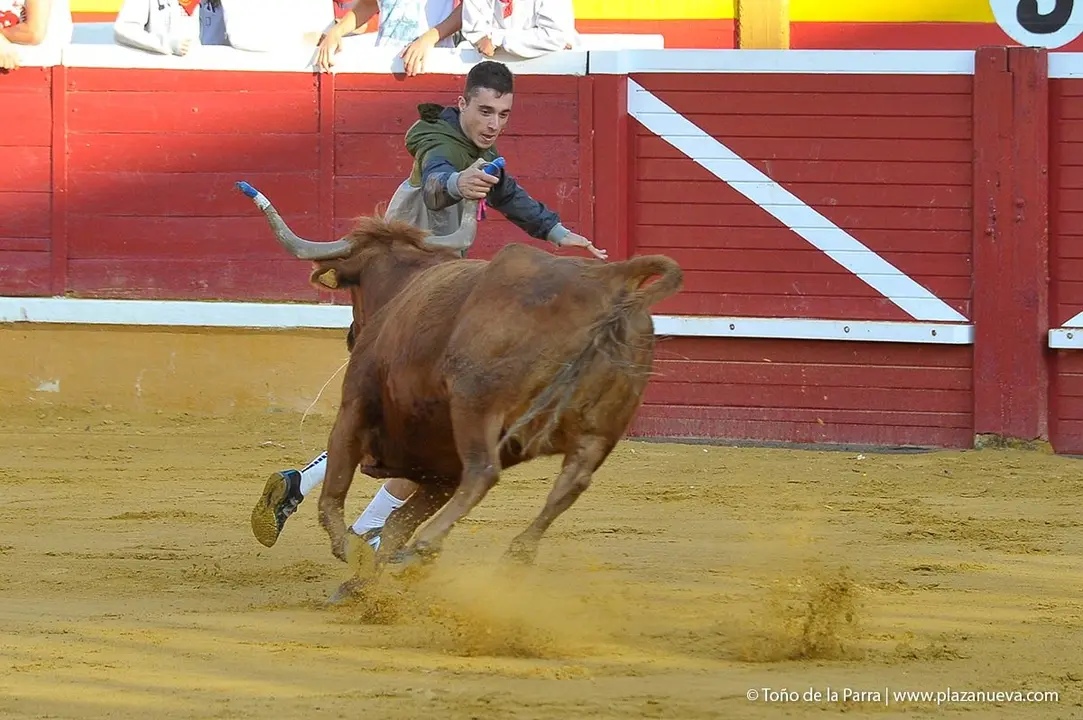 Fiestas de Tudela &rsquo;19, d&iacute;a 30 - Encierro y vacas en la plaza 37
