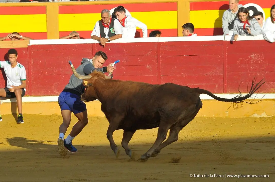 Fiestas de Tudela &rsquo;19, d&iacute;a 30 - Encierro y vacas en la plaza 38