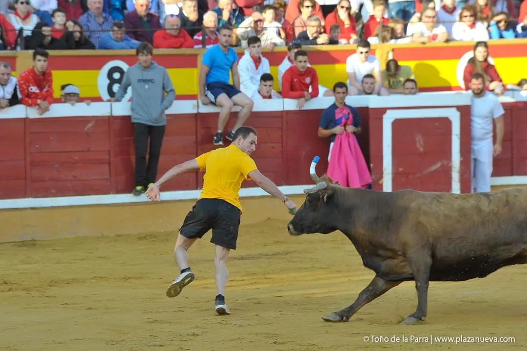 Fiestas de Tudela &rsquo;19, d&iacute;a 30 - Encierro y vacas en la plaza 39