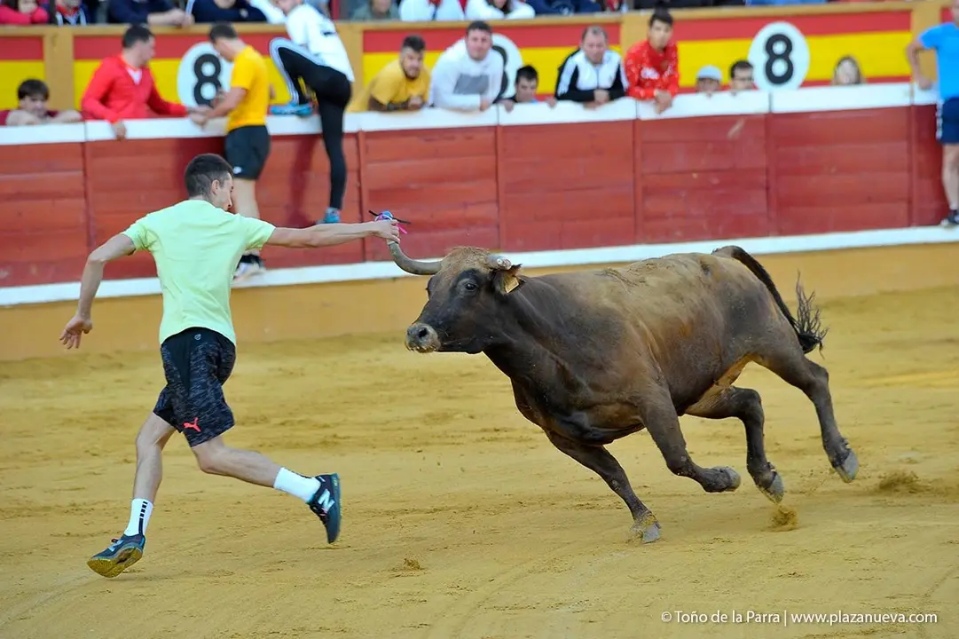 Fiestas de Tudela &rsquo;19, d&iacute;a 30 - Encierro y vacas en la plaza 40