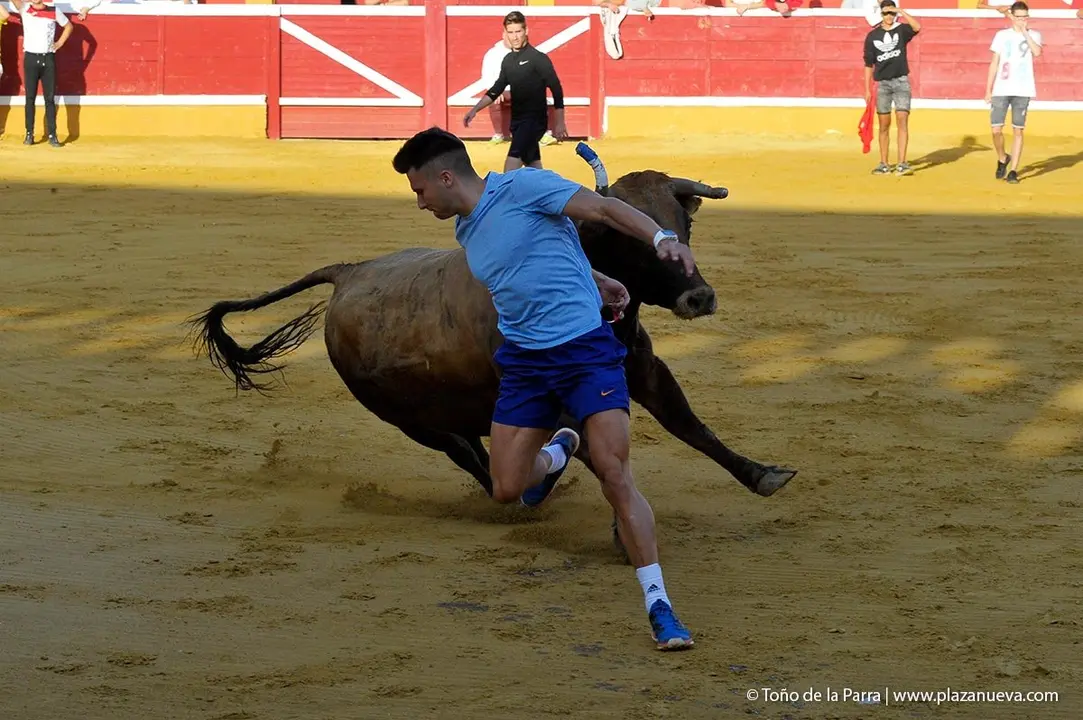 Fiestas de Tudela &rsquo;19, d&iacute;a 30 - Encierro y vacas en la plaza 41