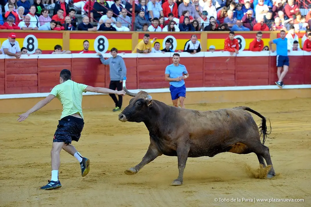 Fiestas de Tudela &rsquo;19, d&iacute;a 30 - Encierro y vacas en la plaza 42