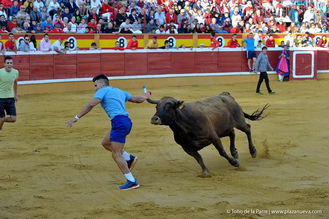 Fiestas de Tudela &rsquo;19, d&iacute;a 30 - Encierro y vacas en la plaza 43