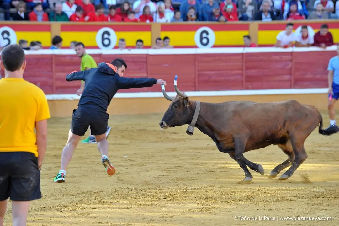 Fiestas de Tudela &rsquo;19, d&iacute;a 30 - Encierro y vacas en la plaza 44