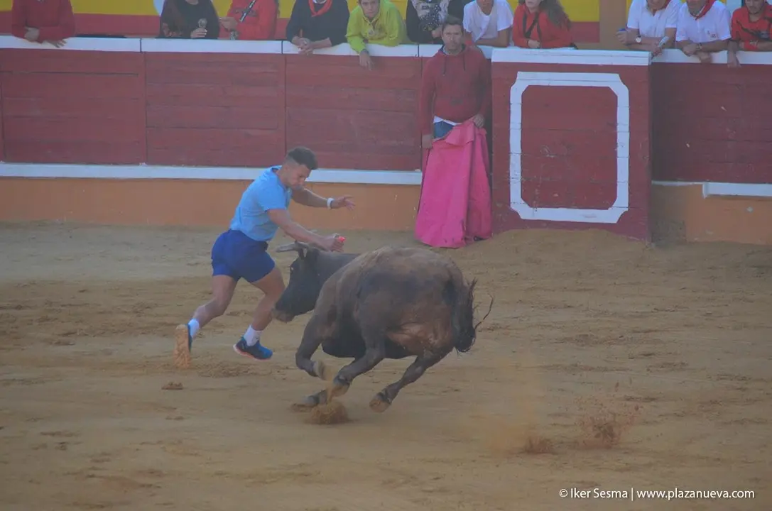 Fiestas de Tudela &rsquo;19, d&iacute;a 30 - Encierro y vacas en la plaza 46