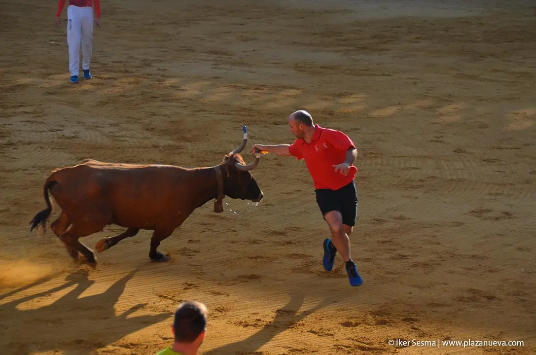 Fiestas de Tudela &rsquo;19, d&iacute;a 30 - Encierro y vacas en la plaza 47