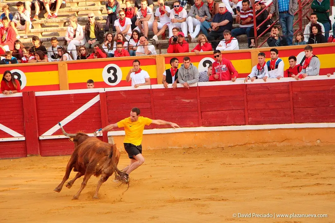 Fiestas de Tudela &rsquo;19, d&iacute;a 30 - Encierro y vacas en la plaza 48