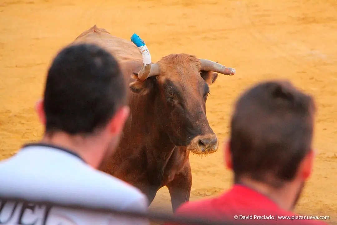 Fiestas de Tudela &rsquo;19, d&iacute;a 30 - Encierro y vacas en la plaza 50
