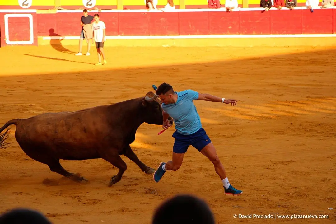 Fiestas de Tudela &rsquo;19, d&iacute;a 30 - Encierro y vacas en la plaza 49