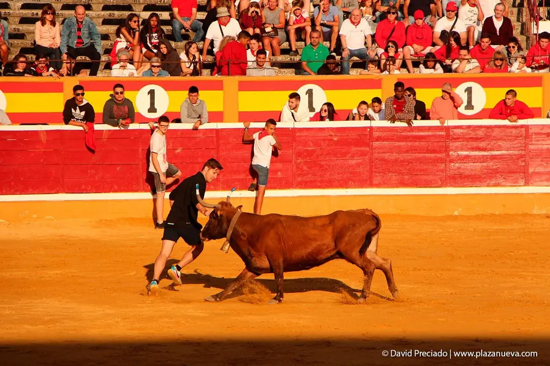 Fiestas de Tudela &rsquo;19, d&iacute;a 30 - Encierro y vacas en la plaza 51