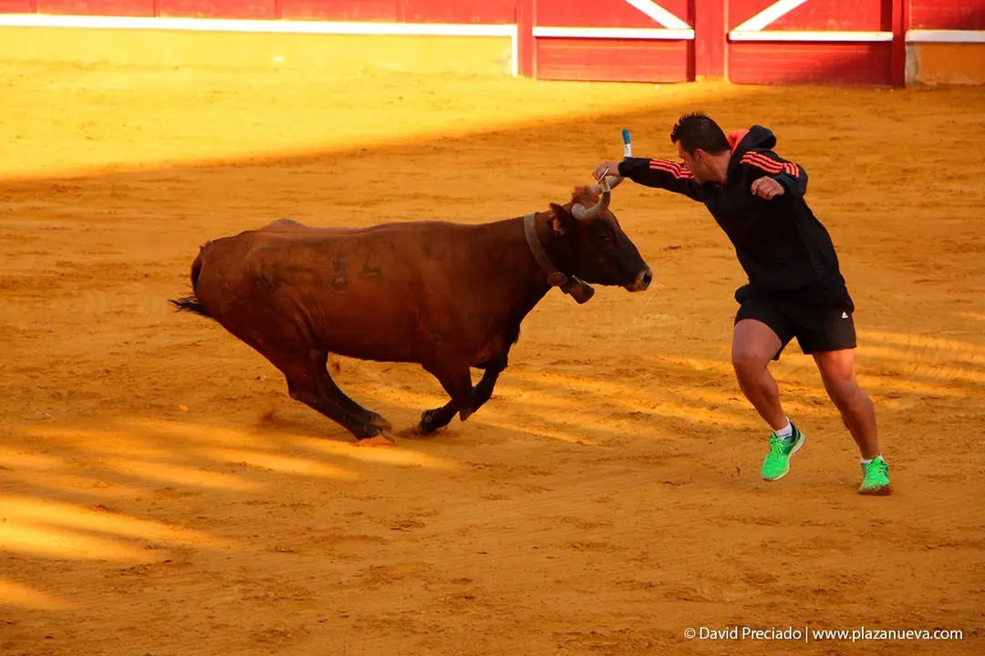 Fiestas de Tudela &rsquo;19, d&iacute;a 30 - Encierro y vacas en la plaza 52