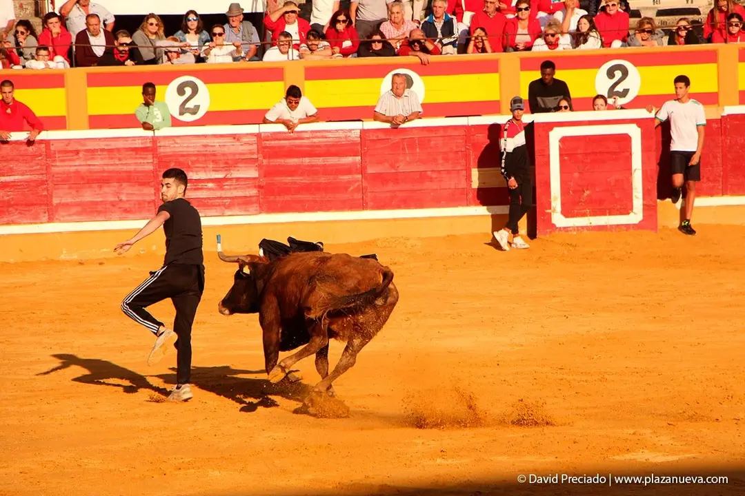 Fiestas de Tudela &rsquo;19, d&iacute;a 30 - Encierro y vacas en la plaza 54