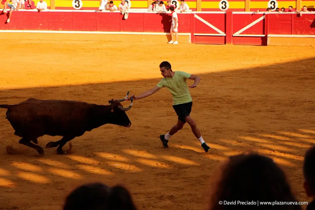 Fiestas de Tudela &rsquo;19, d&iacute;a 30 - Encierro y vacas en la plaza 55