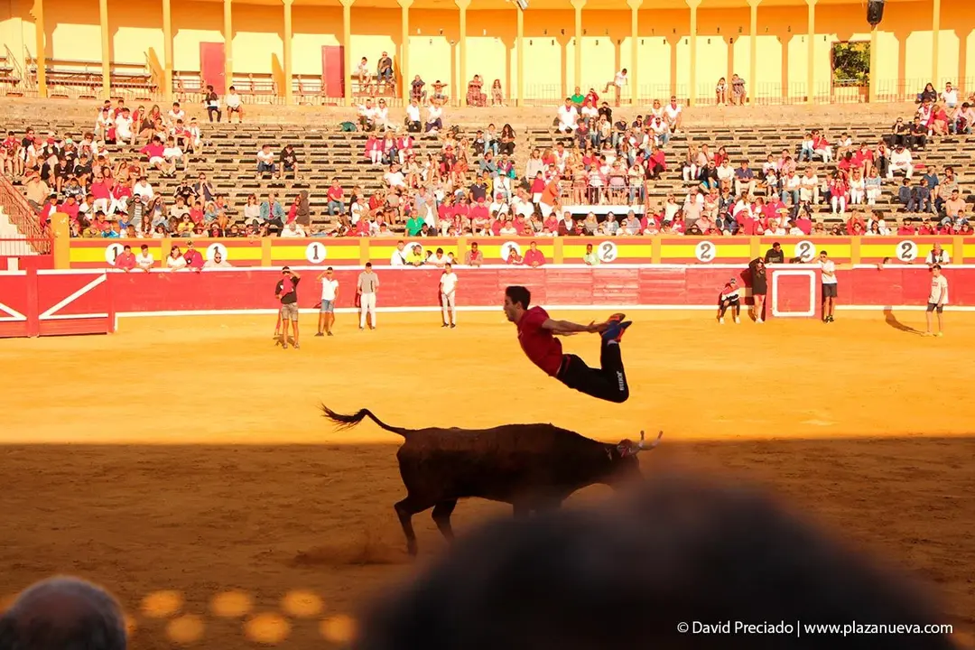 Fiestas de Tudela &rsquo;19, d&iacute;a 30 - Encierro y vacas en la plaza 56