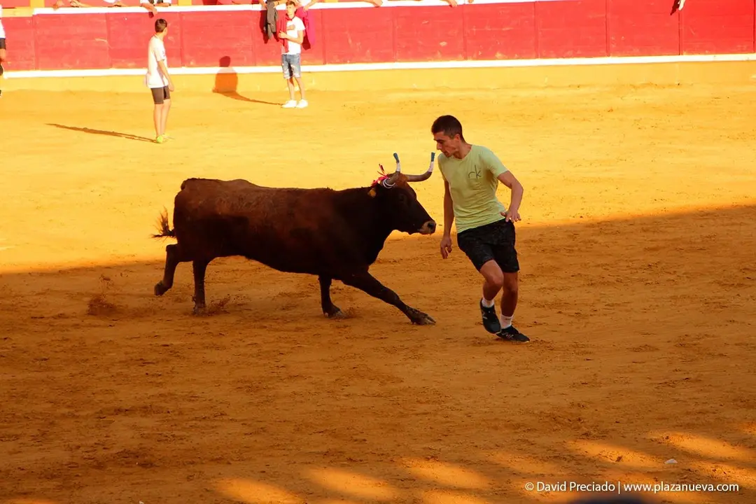 Fiestas de Tudela &rsquo;19, d&iacute;a 30 - Encierro y vacas en la plaza 57