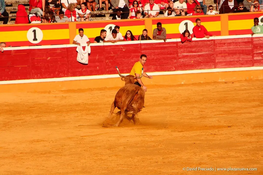 Fiestas de Tudela &rsquo;19, d&iacute;a 30 - Encierro y vacas en la plaza 58
