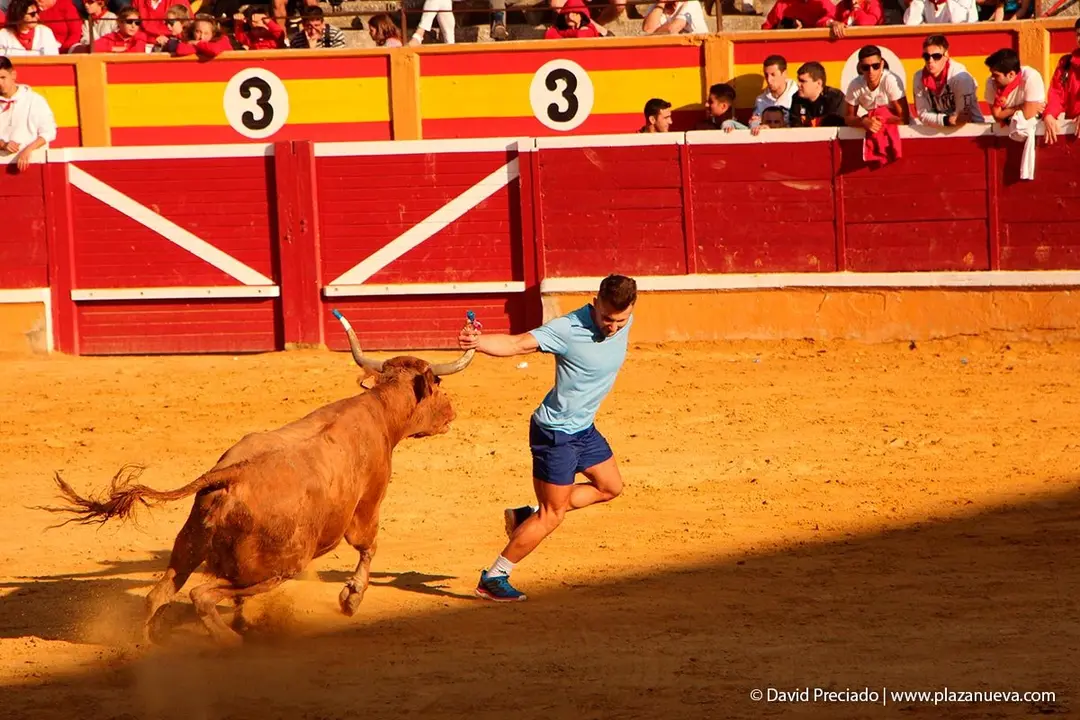 Fiestas de Tudela &rsquo;19, d&iacute;a 30 - Encierro y vacas en la plaza 59