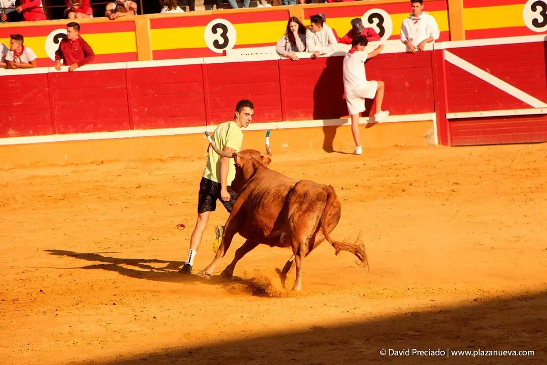 Fiestas de Tudela &rsquo;19, d&iacute;a 30 - Encierro y vacas en la plaza 60