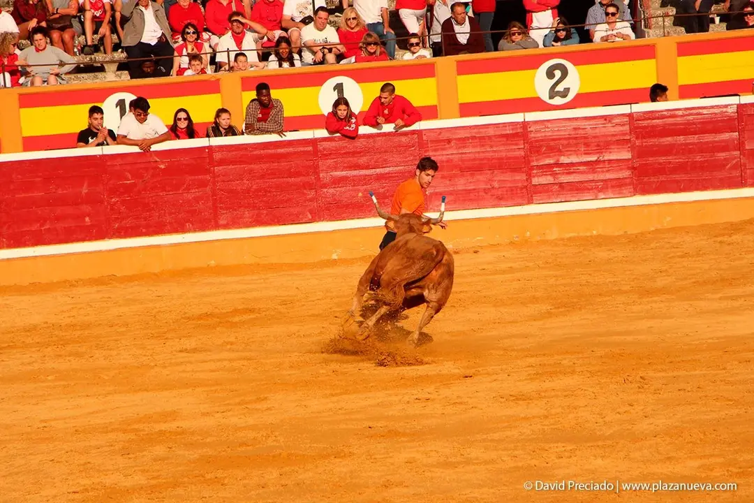 Fiestas de Tudela &rsquo;19, d&iacute;a 30 - Encierro y vacas en la plaza 61