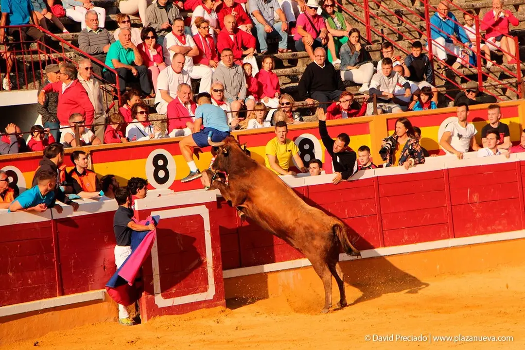 Fiestas de Tudela &rsquo;19, d&iacute;a 30 - Encierro y vacas en la plaza 62