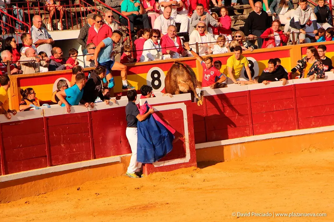 Fiestas de Tudela &rsquo;19, d&iacute;a 30 - Encierro y vacas en la plaza 63