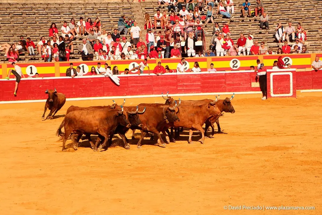 Fiestas de Tudela &rsquo;19, d&iacute;a 30 - Encierro y vacas en la plaza 65