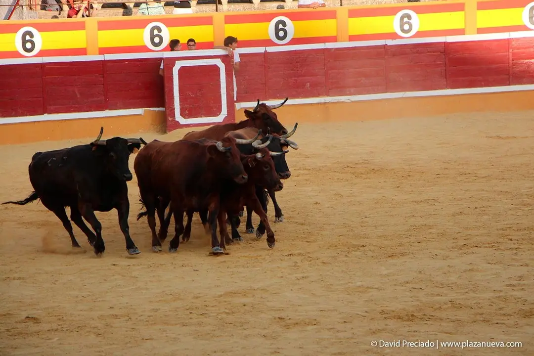 Fiestas de Tudela &rsquo;19, d&iacute;a 30 - Vaquillas en la plaza por la tarde 25