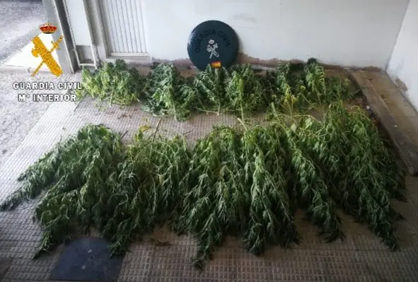 Marihuana incautada
