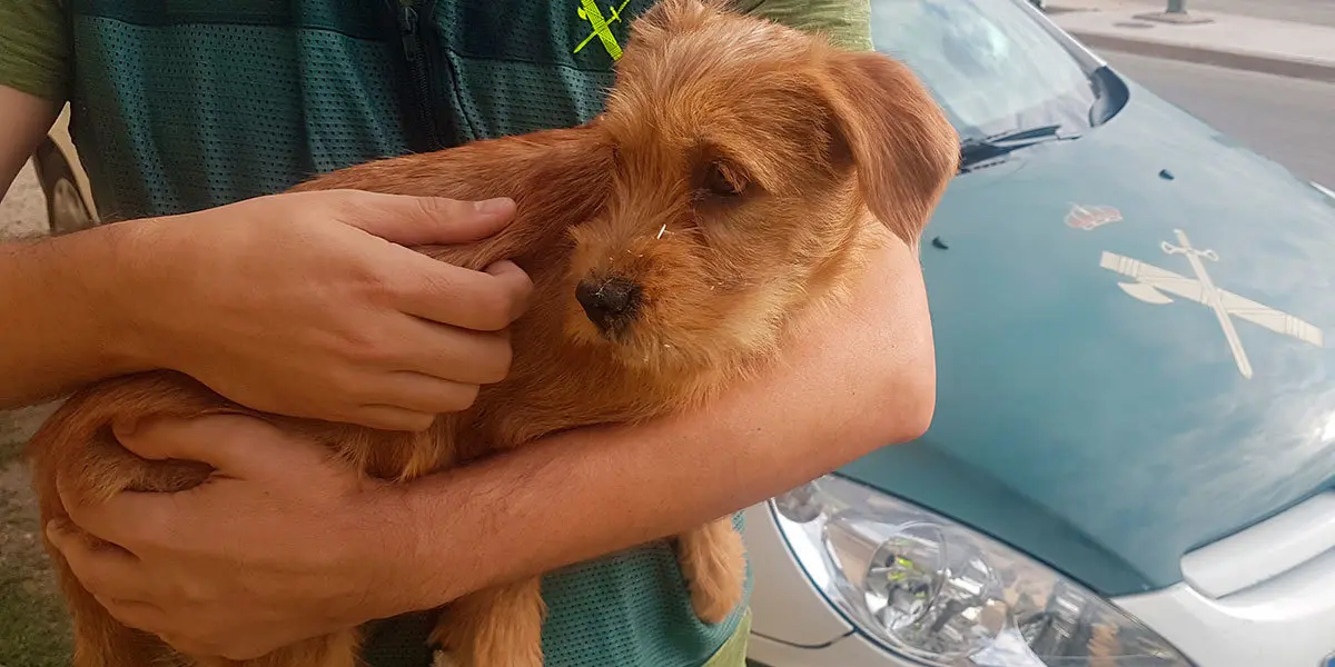 Cachorro rescatado del r&iacute;o en Funes